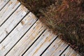 Board trail with bog vegetation in a park copy space