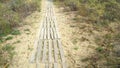 A board trail is laid along the sand on the beach among the plants