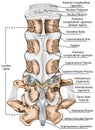 BOARD Tthe ligaments surrounding the lumbar spine, Posterior view