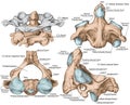 BOARD Vertebral morphology, second cervical vertebra