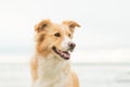 Boarder Collie Happy Dog Royalty Free Stock Photo