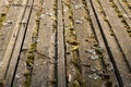 Boards covered with moss. Picturesque old wooden surface. Texture of old boards Royalty Free Stock Photo