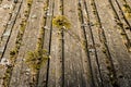 Boards covered with moss. Picturesque old wooden surface. Texture of old boards Royalty Free Stock Photo