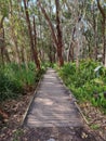 Boardwalk through Australian coastal forest on the Tilligerry Peninsula New South Wales Australia Royalty Free Stock Photo