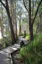 Boardwalk through Australian coastal forest on the Tilligerry Peninsula New South Wales Australia Royalty Free Stock Photo