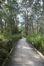 Boardwalk through Australian coastal forest on the Tilligerry Peninsula New South Wales Australia Royalty Free Stock Photo