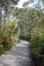 Boardwalk through Australian coastal forest on the Tilligerry Peninsula New South Wales Australia Royalty Free Stock Photo