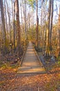Boardwalk into a Bottomland Forest Royalty Free Stock Photo