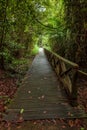 Boardwalk in dense rainforest Borneo Malaysia Royalty Free Stock Photo