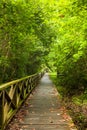 Boardwalk in dense rainforest Royalty Free Stock Photo