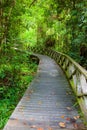 Boardwalk in dense rainforest Royalty Free Stock Photo