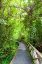 Boardwalk in dense rainforest