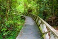 Boardwalk in dense rainforest Royalty Free Stock Photo