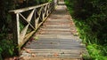 Boardwalk in dense rainforest Royalty Free Stock Photo
