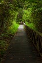 Boardwalk in dense rainforest Borneo Malaysia