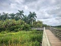 boardwalk in a Florida Swamp Royalty Free Stock Photo