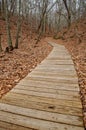 Boardwalk through the Forest