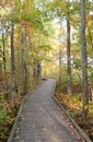 Boardwalk through the forest Royalty Free Stock Photo