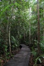 A boardwalk in a forest