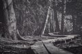 boardwalk through a forest landscape Royalty Free Stock Photo
