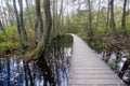 Boardwalk through forest landscape