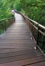 Nature Boardwalk through forest reserve