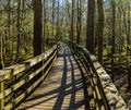 Boardwalk Hike Through The Bottomland Hardwood Forest