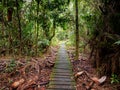 Boardwalk through the jungle in Bako National Park, Borneo, Malaysia Royalty Free Stock Photo