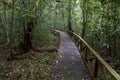 Boardwalk in jungle Royalty Free Stock Photo