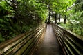 Boardwalk Through Ketchican Forest
