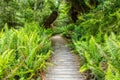 Boardwalk leading through Hastings cave nature reserve temperate rainforest