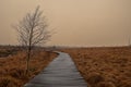 A boardwalk leads through the moor landscape of the High Fens nature reserve in Belgium Royalty Free Stock Photo