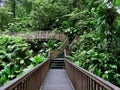 Boardwalk Through Lush Green Tropical Rainforest
