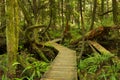 Boardwalk through lush rainforest, Pacific Rim NP, Canada