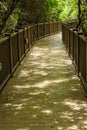 Boardwalk through Lush Vegetation in the Tropics