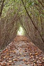 Boardwalk between mangrove forest Royalty Free Stock Photo