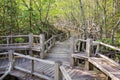 Boardwalk in mangrove forest