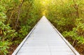 Boardwalk Through Mangrove Forest