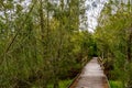 Boardwalk through the Mangroves Royalty Free Stock Photo