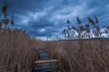 Swamp walking path.