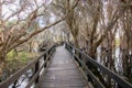 Boardwalk through Melaleuca Royalty Free Stock Photo