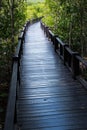 Boardwalk for nature trail in mangrove forest Royalty Free Stock Photo