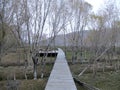 A boardwalk over a marshy field lined with naked birch trees, Tashkurgan, Xinjiang, China Royalty Free Stock Photo