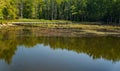 Boardwalk over a Swampy Area