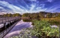 Florida Wetlands Boardwalk Over Water 