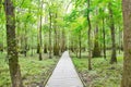 The Boardwalk in Congaree National Park Royalty Free Stock Photo