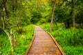 Boardwalk path along the Limberlost Trail in Shenandoah National Royalty Free Stock Photo