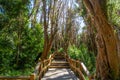 Boardwalk path at Arrayanes National Park - Villa La Angostura, Patagonia, Argentina