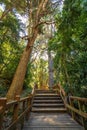 Boardwalk path at Arrayanes National Park - Villa La Angostura, Patagonia, Argentina Royalty Free Stock Photo