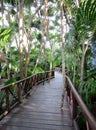 Boardwalk through the rain forest at Playa del Carmen